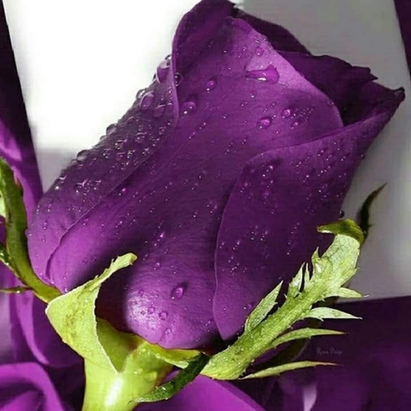 Meet your Posh Ambassador, Diane - Picture 2 of 3